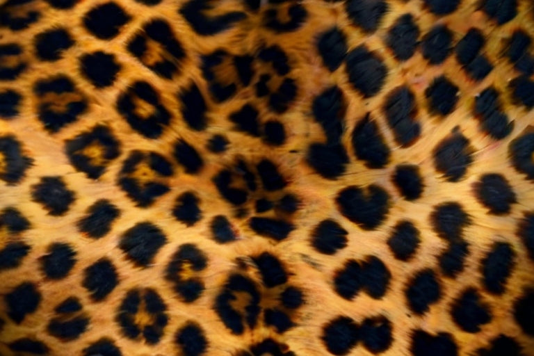 EarthWatch Leopard
