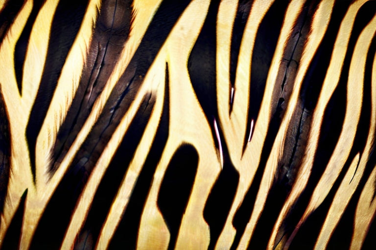 EarthWatch Zebra